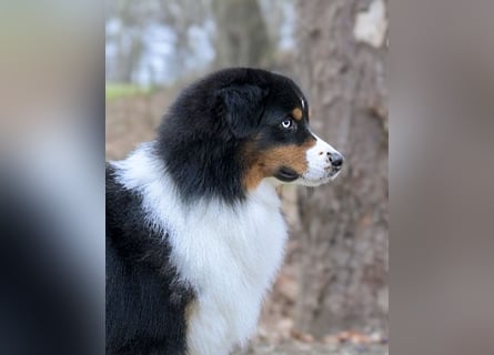 5 ⭐️ ⭐️ ⭐️ ⭐️ ⭐️ Zuhause für außergewöhnlichen Traumhund gesucht