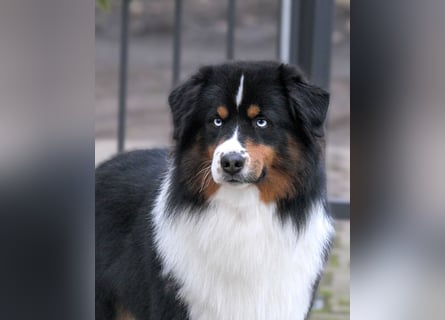 5 ⭐️ ⭐️ ⭐️ ⭐️ ⭐️ Zuhause für außergewöhnlichen Traumhund gesucht