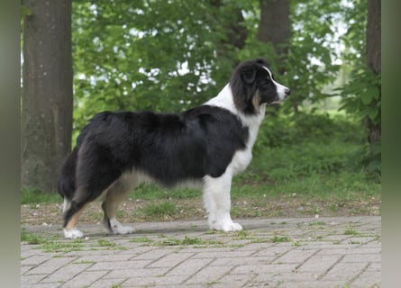 Exklusiver Miniature Australian Shepherd Junghund für aktive Rassekenner