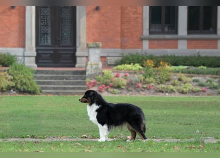 5 ⭐️ ⭐️ ⭐️ ⭐️ ⭐️ Zuhause für außergewöhnlichen Traumhund gesucht