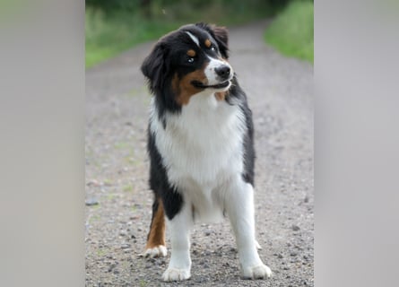 5 ⭐️ ⭐️ ⭐️ ⭐️ ⭐️ Zuhause für außergewöhnlichen Traumhund gesucht