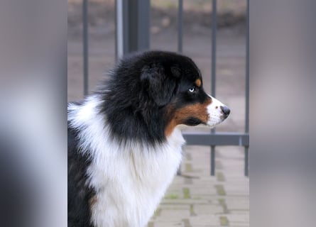 5 ⭐️ ⭐️ ⭐️ ⭐️ ⭐️ Zuhause für außergewöhnlichen Traumhund gesucht
