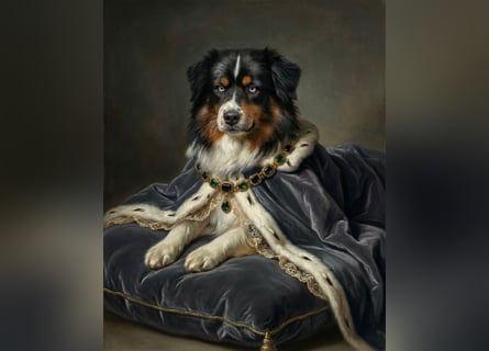 5 ⭐️ ⭐️ ⭐️ ⭐️ ⭐️ Zuhause für außergewöhnlichen Traumhund gesucht