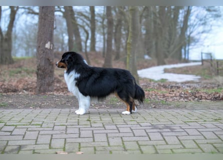 5 ⭐️ ⭐️ ⭐️ ⭐️ ⭐️ Zuhause für außergewöhnlichen Traumhund gesucht