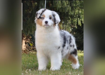 Miniature Australian Shepherd Babys