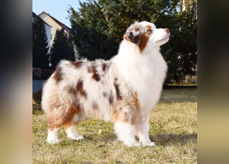Miniature Australian Shepherd Babys
