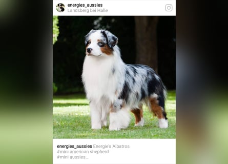 Miniature Australian Shepherd Babys