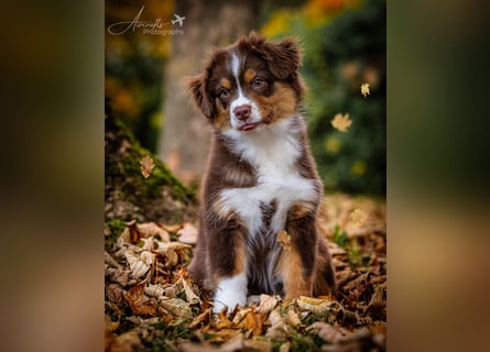 Miniature Australian Shepherd Babys