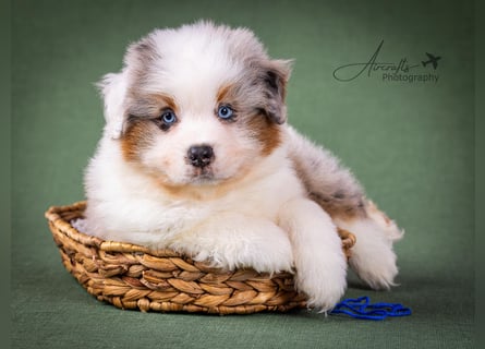 Miniature Australian Shepherd Babys