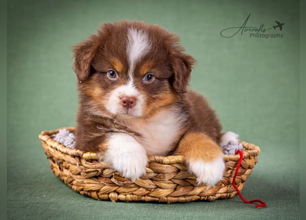 Miniature Australian Shepherd Babys