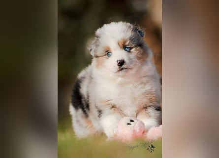 Miniature Australian Shepherd Babys