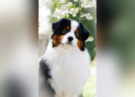 Miniature Australian Shepherd Babys