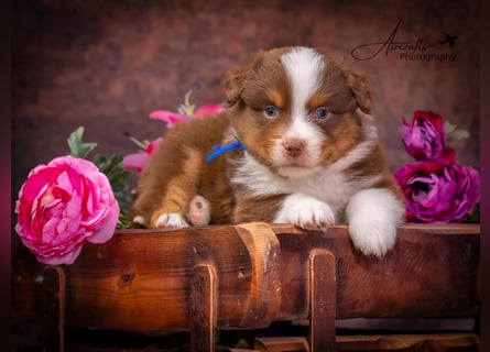 Miniature Australian Shepherd Babys