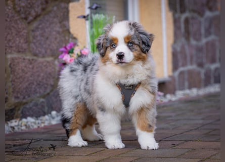 Miniature Australian Shepherd Babys