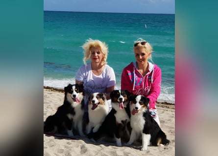 Miniature Australian Shepherd Babys