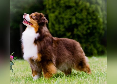 Miniature Australian Shepherd Babys