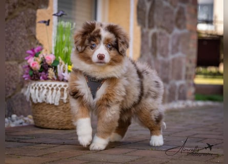 Miniature Australian Shepherd Babys