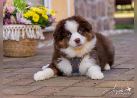 Miniature Australian Shepherd Babys