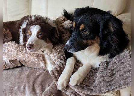 Wunderschöne Miniature Australian Shepherd Hündin