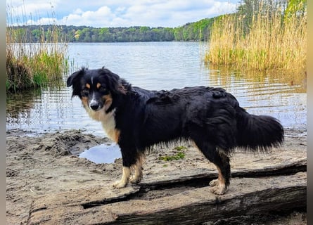 Wunderschöne Miniature Australian Shepherd Hündin