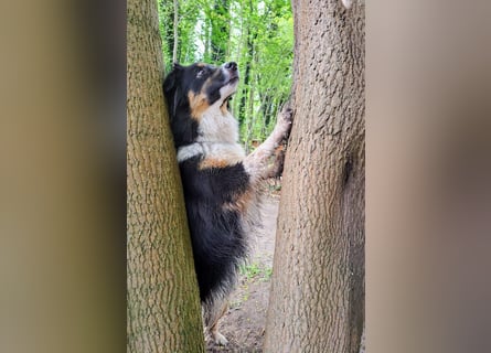 Wunderschöne Miniature Australian Shepherd Hündin