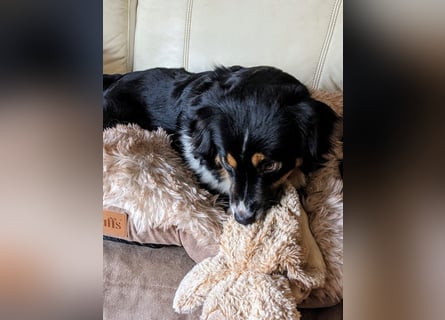 Wunderschöne Miniature Australian Shepherd Hündin