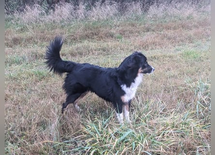 Wunderschöne Miniature Australian Shepherd Hündin