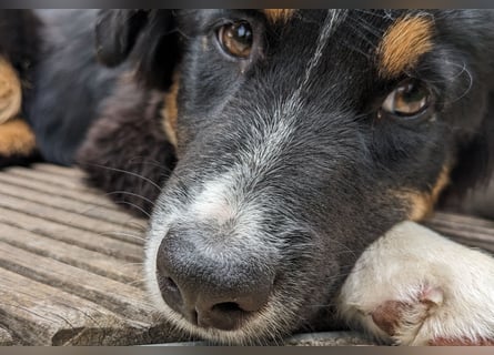 Wunderschöne Miniature Australian Shepherd Hündin