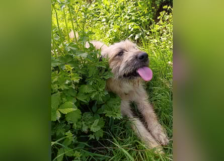 Chupo - vermutlich Bernerdoodle