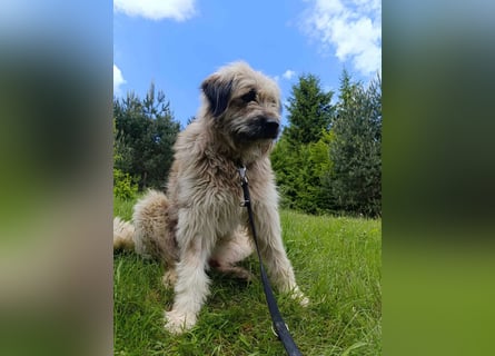 Chupo - vermutlich Bernerdoodle