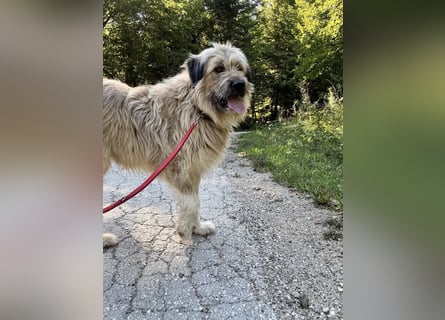 Chupo - vermutlich Bernerdoodle