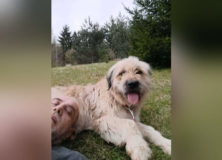 Chupo - vermutlich Bernerdoodle