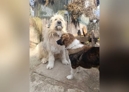 Chupo - wunderbvoller Charakter