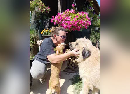 Chupo - vermutlich Bernerdoodle