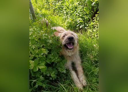 Chupo - vermutlich Bernerdoodle