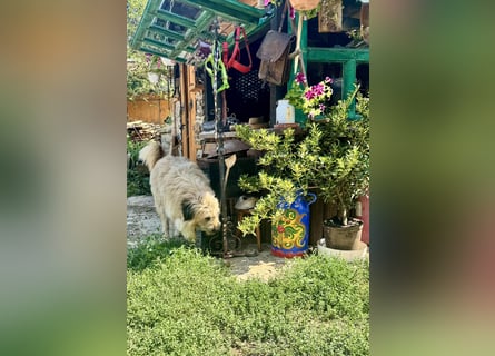 Chupo - vermutlich Bernerdoodle