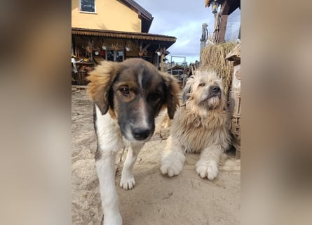 Chupo - wunderbvoller Charakter