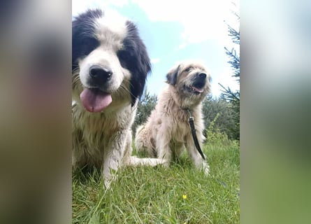 Chupo - vermutlich Bernerdoodle