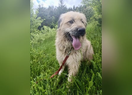 Chupo - vermutlich Bernerdoodle