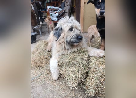 Chupo - wunderbvoller Charakter