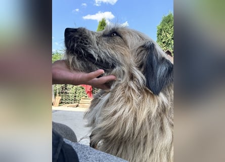 Chupo - vermutlich Bernerdoodle