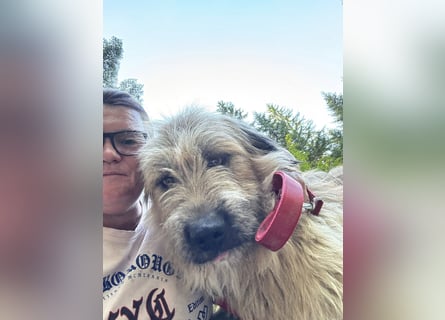 Chupo - vermutlich Bernerdoodle