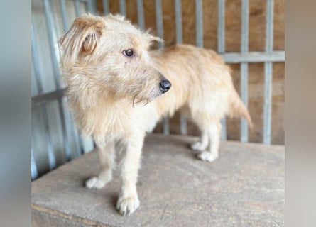 süße Struppi-Hündin PALMA - 10 Monate, 36cm süße Struppi-Hündin PALMA - 10 Monate, 36cm