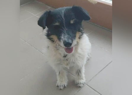 ❤️ BORI - Hündchen fürs Herz - 8 Jahre, 30cm/10kg - Mischling