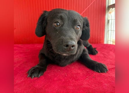 liebenswerte kleine SZISZI - 1,5 Jahre, 35cm/11kg - Mischling