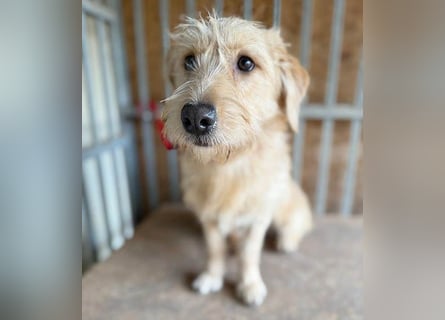 süße Struppi-Hündin PALMA - 10 Monate, 36cm süße Struppi-Hündin PALMA - 10 Monate, 36cm