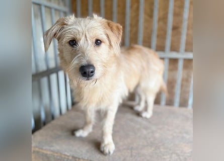 süße Struppi-Hündin PALMA - 10 Monate, 36cm süße Struppi-Hündin PALMA - 10 Monate, 36cm