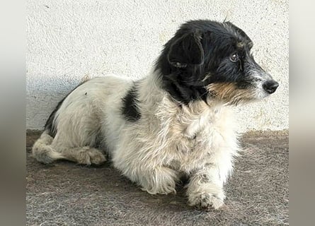 ❤️ BORI - Hündchen fürs Herz - 8 Jahre, 30cm/10kg - Mischling