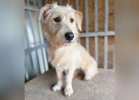 süße Struppi-Hündin PALMA - 10 Monate, 36cm süße Struppi-Hündin PALMA - 10 Monate, 36cm