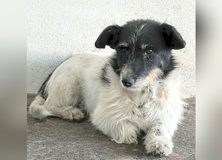 ❤️ BORI - Hündchen fürs Herz - 8 Jahre, 30cm/10kg - Mischling